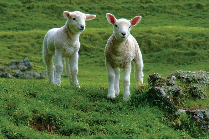 Christchurch Sheep Farm Visit - Sheep shearing, wool, and a farmer’s working routine