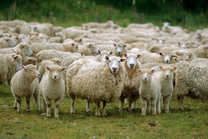 Christchurch Sheep Farm Visit - Adding Straight 8 Estate wine tasting