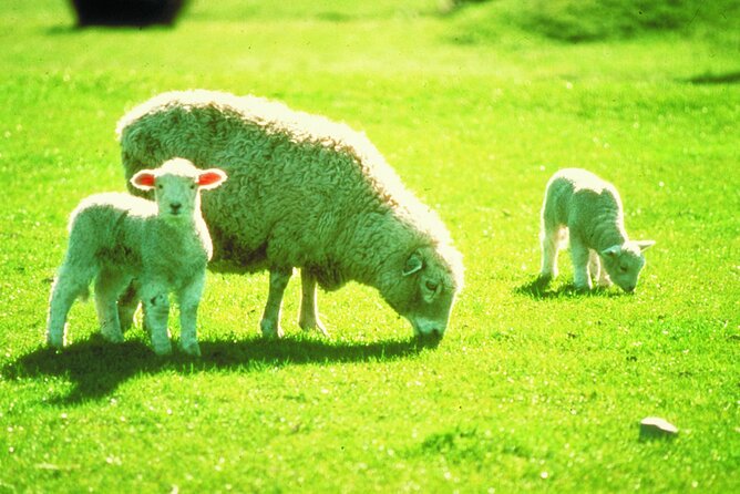 Christchurch Sheep Farm Visit - What the $111.70 price gives you