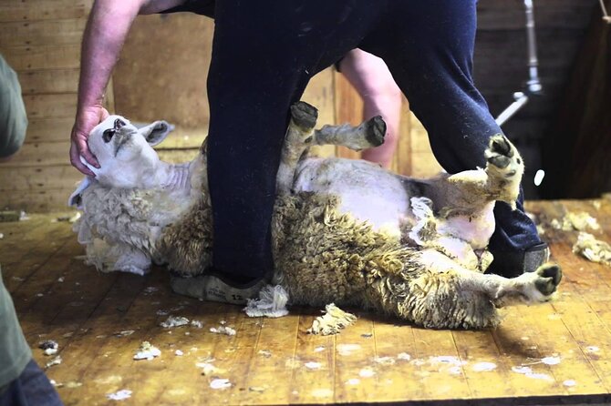 Christchurch Sheep Farm Visit - Meeting the flock at Toby Hill Farm