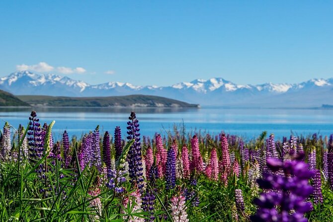 Christchurch to Mt Cook via Lake Tekapo One Way Small Group Tour - Lake Tekapo and the Church of the Good Shepherd