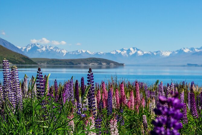Christchurch to Queenstown One-Way Tour via Mt Cook & Lake Tekapo - Key points to know before booking
