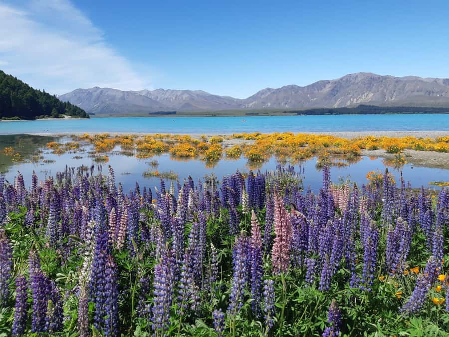 Christchurch: to Queenstown via Mt Cook 1 Way Tour - High Country Salmon and a taste of the route
