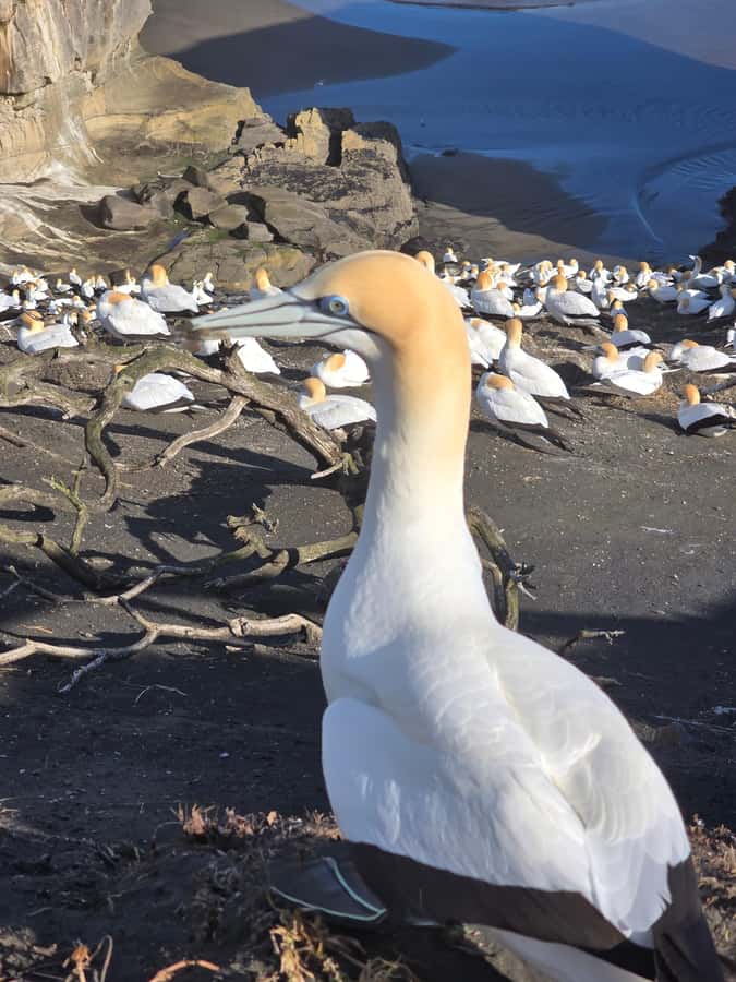 “City & Coast & Country” – A Relaxed Day Tour from Auckland - Key points to know before booking