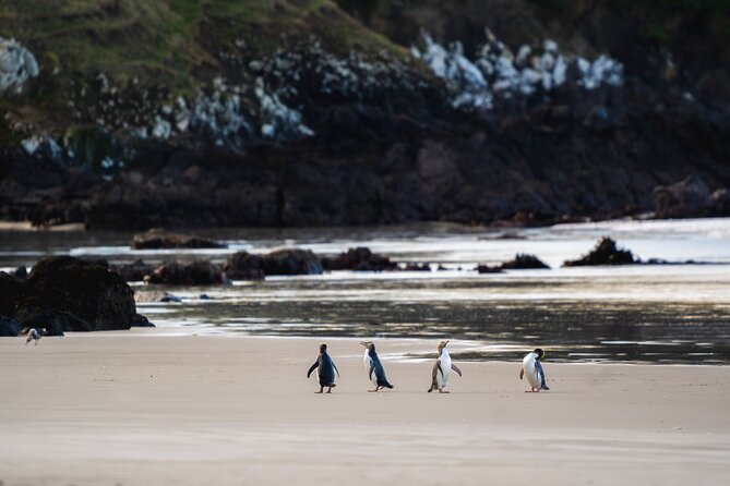 Clearwater Wildlife Tours (small group 10max) Otago Peninsula - Clearwater Wildlife Tours at a glance