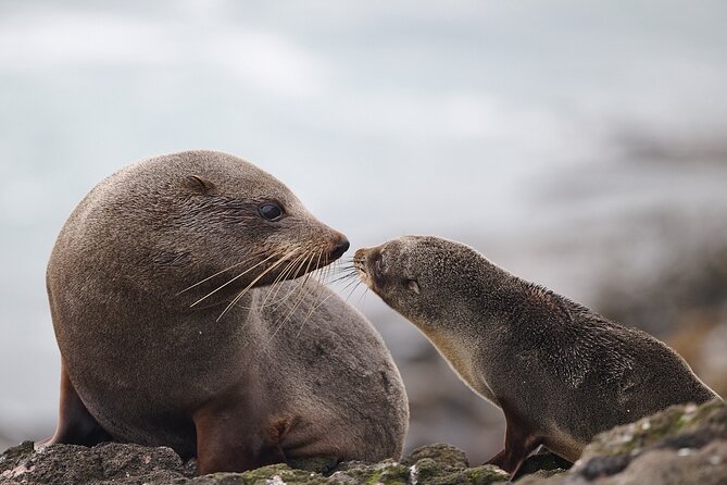 Clearwater Wildlife Tours (small group 10max) Otago Peninsula - From Dunedin’s Octagon to Cape Saunders