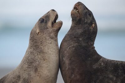 Clearwater Wildlife Tours (small group 10max) Otago Peninsula