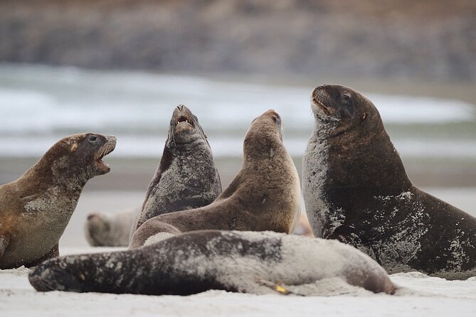 Clearwater Wildlife Tours (small group 10max) Otago Peninsula - Seals, sea lions, and birds in their own habitat