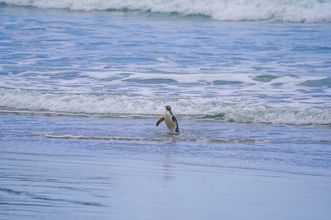 Clearwater Wildlife Tours (small group 10max) Otago Peninsula - What is included, and what you should pack
