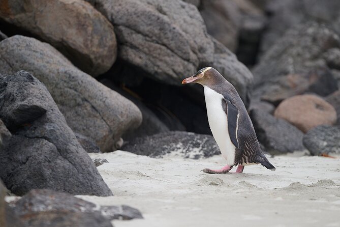 Clearwater Wildlife Tours (small group 10max) Otago Peninsula - Is $139.63 good value?