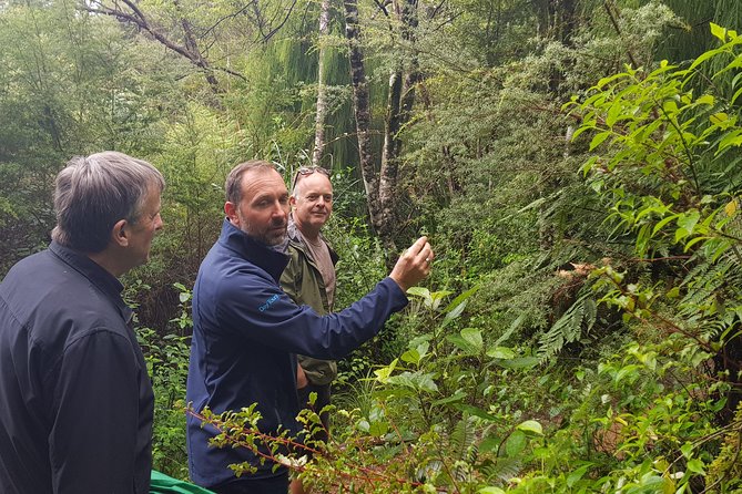 Coast and Rainforest Eco-Tour from Auckland with Picnic Lunch - Why this west coast trip works so well from Auckland