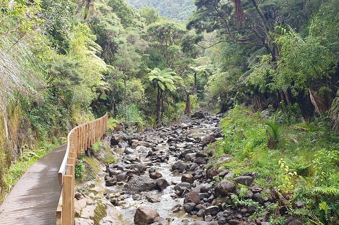 Coast and Rainforest Eco-Tour from Auckland with Picnic Lunch - Mercer Bay Loop is the day’s most demanding walk