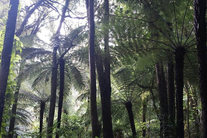 Coast and Rainforest Eco-Tour from Auckland with Picnic Lunch - Piha Beach shows off New Zealand’s black-sand coast