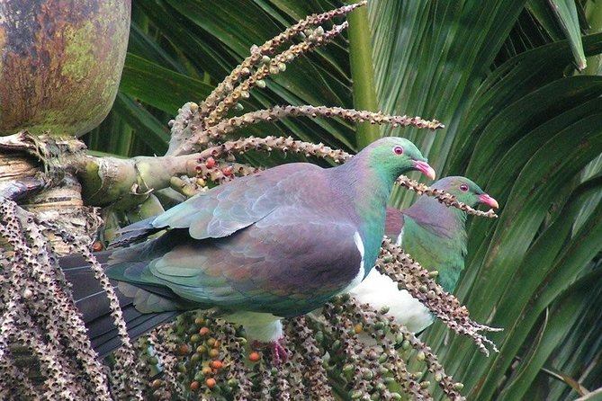 Coast and Rainforest Eco-Tour from Auckland with Picnic Lunch - The Waitakere rainforest brings quieter rewards