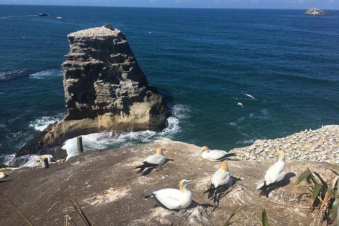 Coast to Coast Private Eco Tour - Mission Bay, Auckland’s seaside suburb