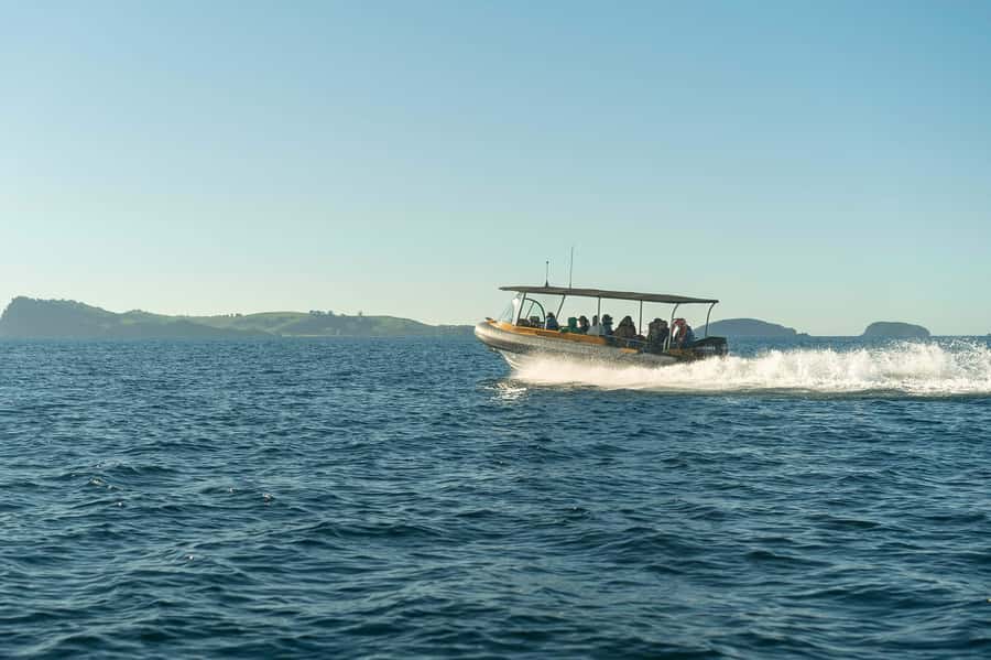 Coromandel: Aldermen Islands Marine Reserve Wildlife Cruise - Wildlife watching, with honest expectations