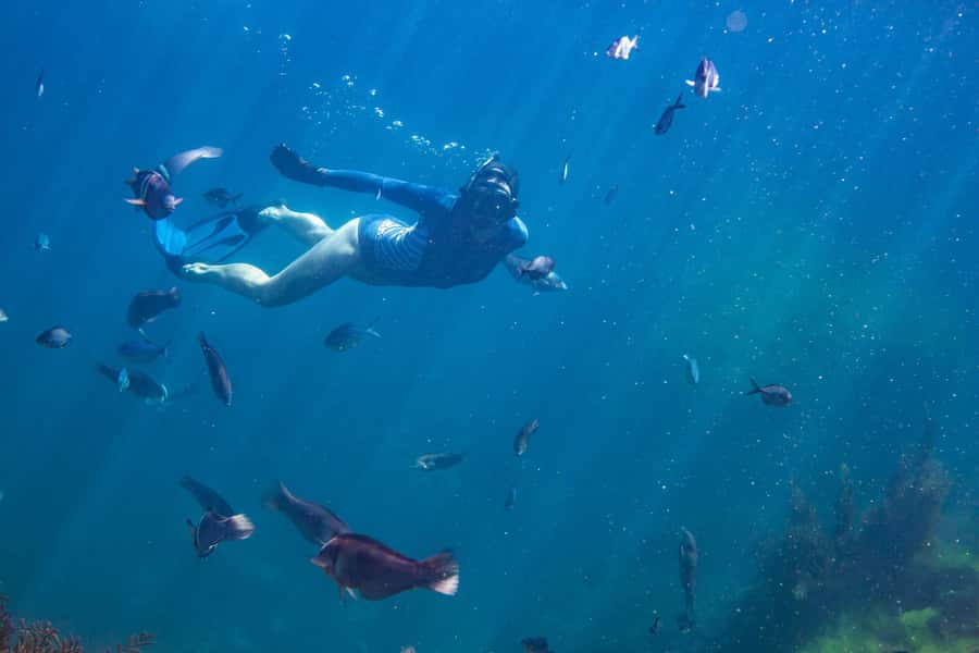 Coromandel: Aldermen Islands Marine Reserve Wildlife Cruise - Richie and the value of local guiding