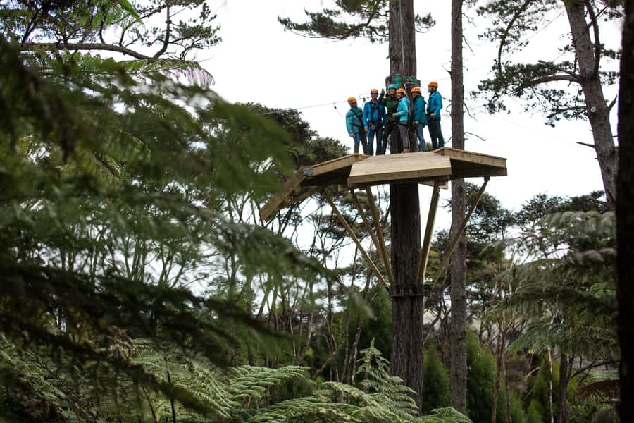Coromandel: Guided Zipline Tour Experience - Key points at a glance