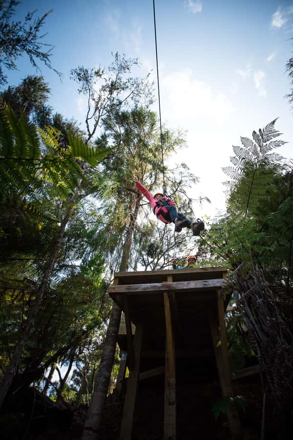 Coromandel: Guided Zipline Tour Experience - Booking and timing tips for Coromandel