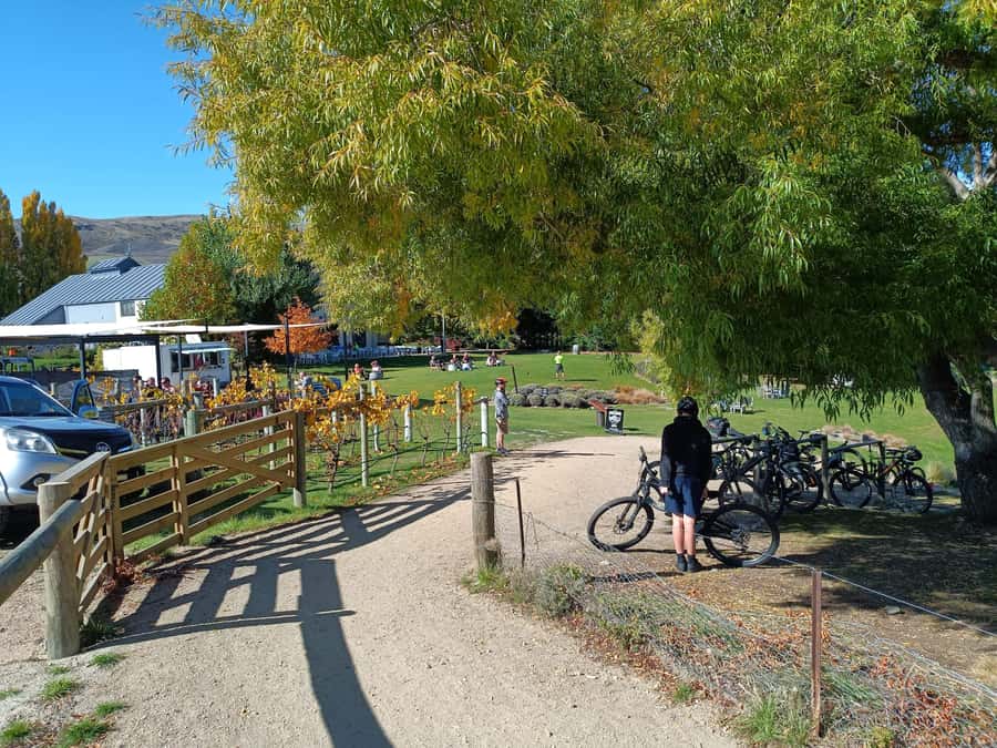 Cromwell: Lake Dunstan Trail Bike Rental and Luxury Shuttle - Carrick Winery and the mid-ride pause