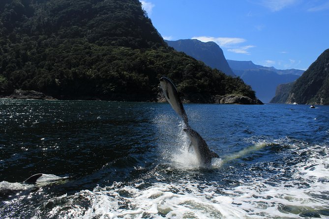 Cruise Milford NZ Small Boutique Cruise Experience - What the 1-hour-45-minute route feels like