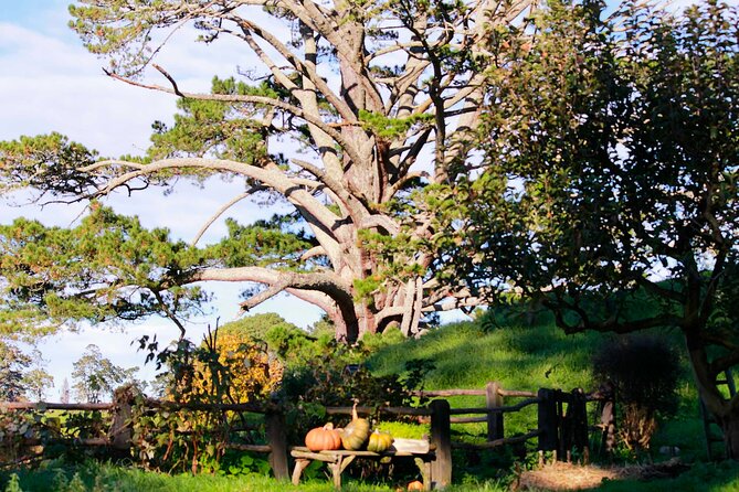 Day Tour Hobbiton + Rotorua from Auckland in Luxury Minibus - The main drawbacks to weigh carefully