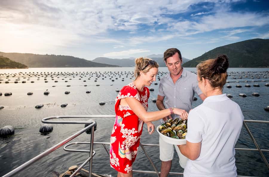 Depart Picton: Marlborough Sounds Afternoon Seafood Cruise - Sailing out from Picton Marina