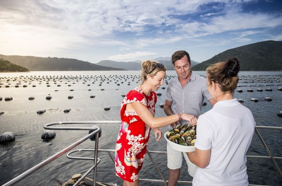 Depart Picton: Marlborough Sounds Afternoon Seafood Cruise - Indoor comfort, outdoor views, and the onboard bar