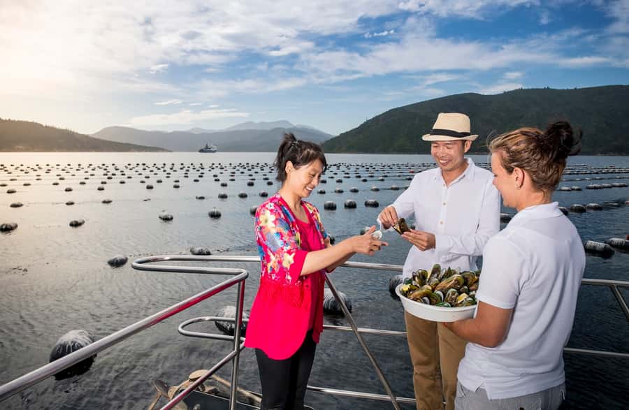 Depart Picton: Marlborough Sounds Afternoon Seafood Cruise - Is $92 a fair price?