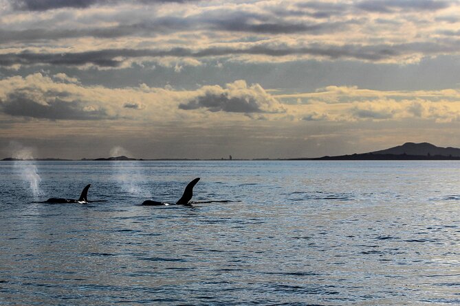 Discover Auckland City Tour: The City of Sails - Why the guide matters on a short tour