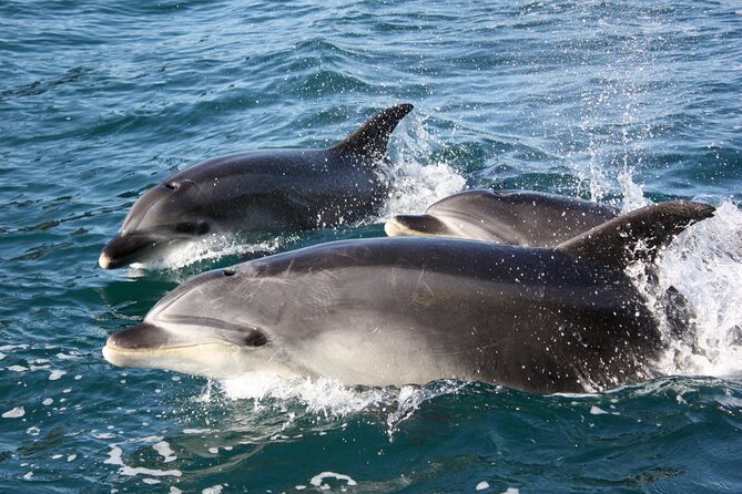 Discover the Bay - Hole in the Rock cruise includes Island Lunch - Key points to know before booking