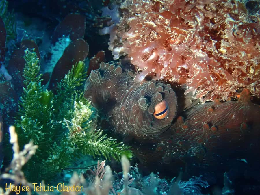 Double Boat Dive with Equipment - Why Kaikoura works so well for underwater exploring