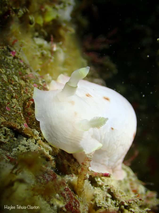 Double Boat Dive with Equipment - What the cold, low-visibility conditions mean