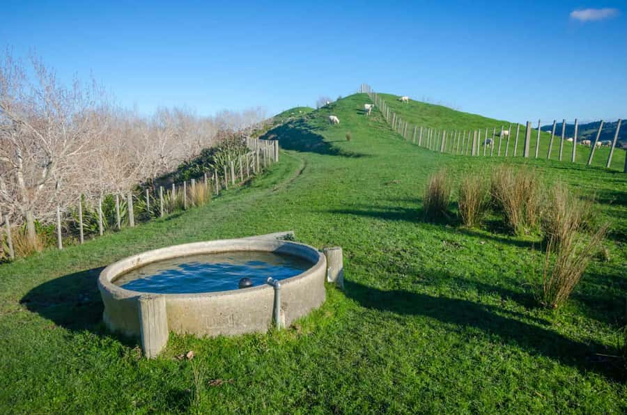 Duder Regional Park Walking Tours - Coastal clifftop views and seabirds