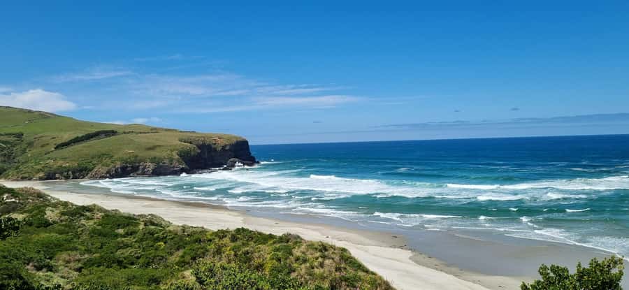 Dunedin City & Coastal Views 3-Hour Small-Group Tour - The University of Otago shows Dunedin’s academic side
