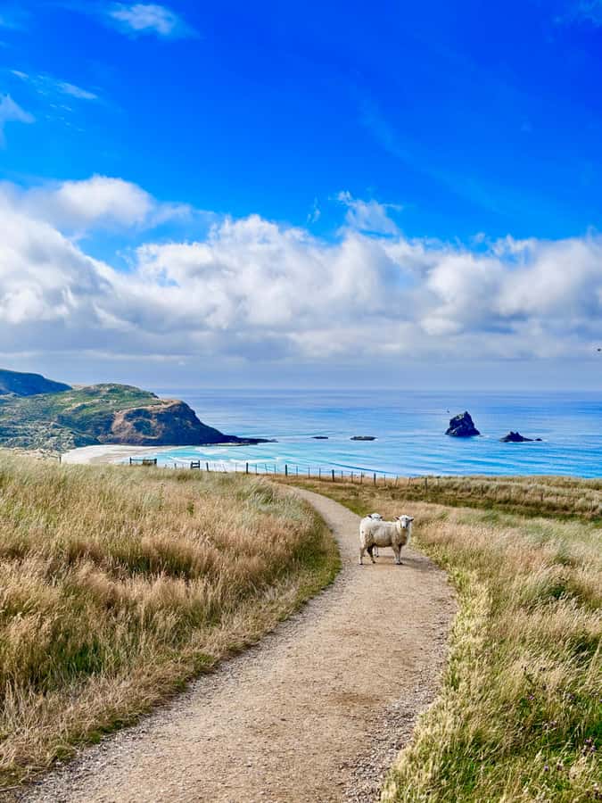 Dunedin City & Otago Peninsula Scenery Day Tour - Signal Hill gives you the big picture