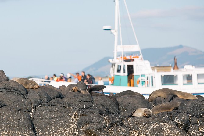 Dunedin City to Sea Wildlife Cruise + Peninsula Bus Tour - Key details before you book