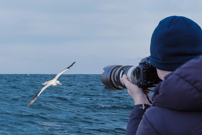 Dunedin City to Sea Wildlife Cruise + Peninsula Bus Tour - Why this Dunedin tour works so well