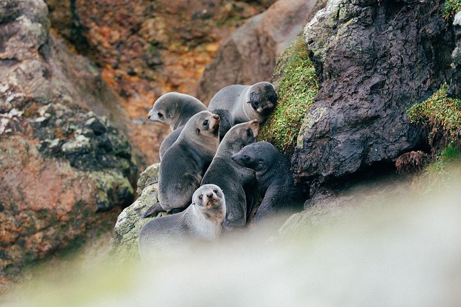 Dunedin City to Sea Wildlife Cruise + Peninsula Bus Tour - Setting out with Monarch Wildlife Cruises