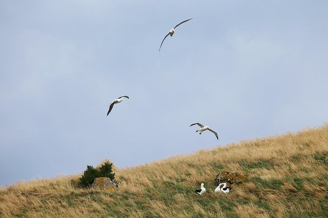 Dunedin City to Sea Wildlife Cruise + Peninsula Bus Tour - What the $74.47 price includes