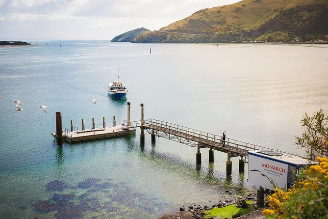 Dunedin City to Sea Wildlife Cruise + Peninsula Bus Tour - Who should book this experience?