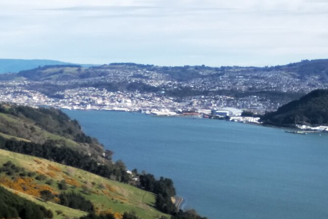 Dunedin City, Wildlife and Larnach Castle - Why the small vehicle changes the day