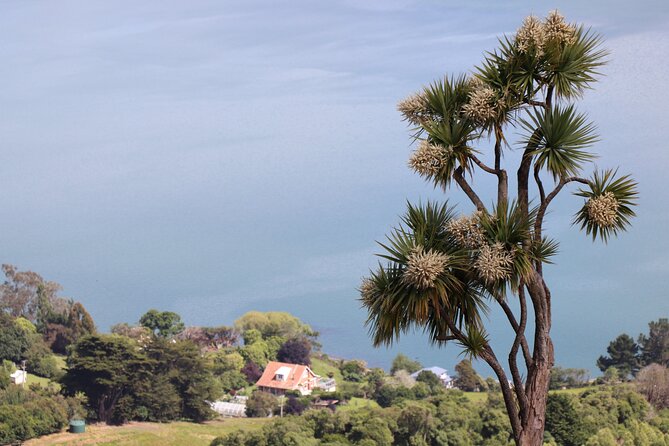 Dunedin City, Wildlife and Larnach Castle - What to expect at Taiaroa Head