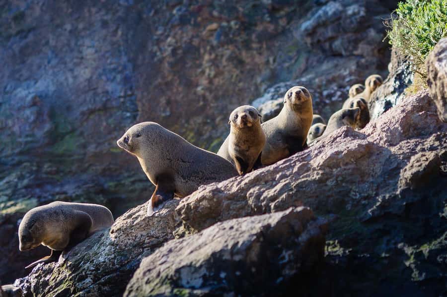 Dunedin: Monarch - One Hour Wildlife Cruise - Key points to know before you go