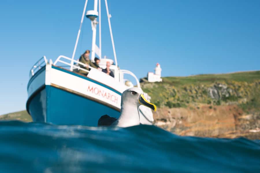 Dunedin: Monarch - One Hour Wildlife Cruise - Aramoana Beach and its sunbathing sea lions
