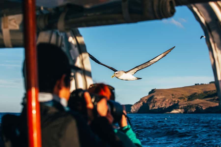 Dunedin: Monarch - One Hour Wildlife Cruise - Old defenses cut into the rocky hills