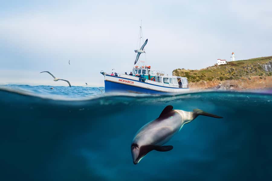 Dunedin: Monarch - One Hour Wildlife Cruise - Taiaroa Head and the royal albatross colony