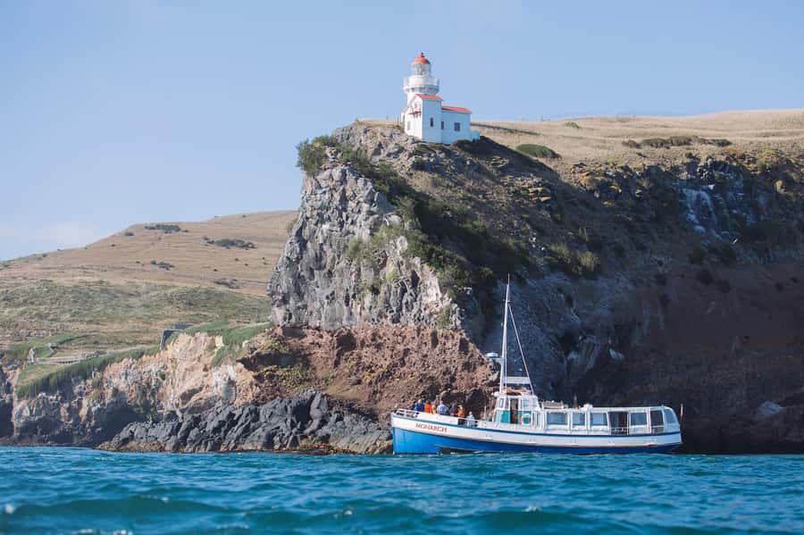 Dunedin: Monarch - One Hour Wildlife Cruise - Fur seals on the rocky breeding rookery