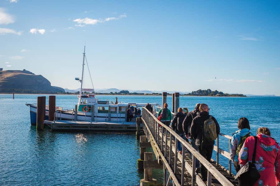 Dunedin: Monarch - One Hour Wildlife Cruise - Is $41 good value for one hour?