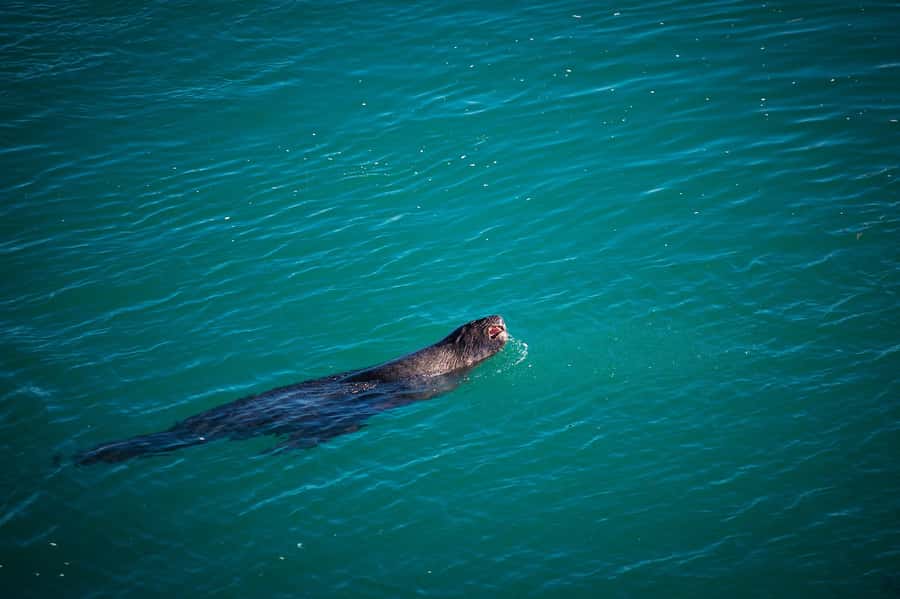 Dunedin: Monarch - One Hour Wildlife Cruise - Who will enjoy this cruise most?